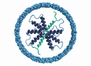3D molecular model of GHSR-1a receptor with peptide ligand docking