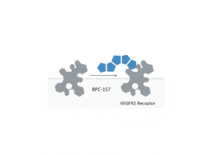 Diagram showing BPC-157 interacting with the VEGFR2 receptor on the cell surface in an angiogenesis research model